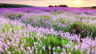 二婚孤鸾煞会影响婚姻,化解孤鸾煞才能获得幸福