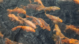 形容因果报应的句子总结，世间因果报应不爽