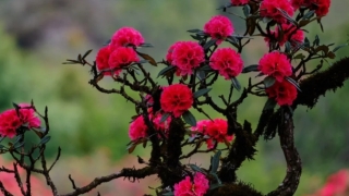 这世上真有因果报应之说,真实故事,父亲为非作歹子女一个也没能存活