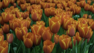 上香祭拜,真的会有鬼来吃吗