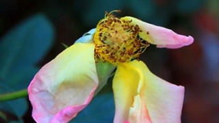 怎样斩掉丈夫的烂桃花