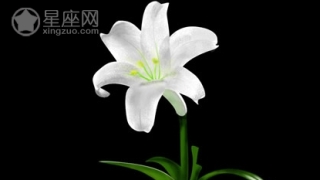 这些风水植物可帮你招桃花