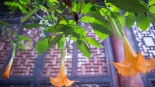 烧纸给神灵祈福求平安的注意事项