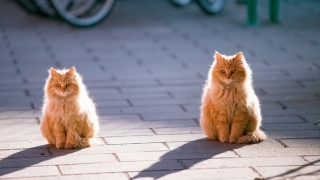 怎样给猫超度，将自己的福报进行转移