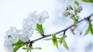 桃树也能驱灾辟邪？看看怎么正确使用