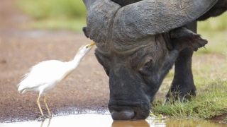怎么请化太岁符,2021年属牛犯太岁的保平安之法