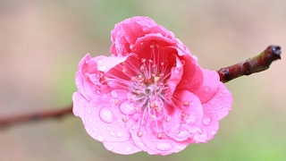 烂桃花一般会持续多久 怎样斩断烂桃花