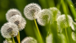 久病成伤百病不愈的含义?医治久病不愈还是要中医