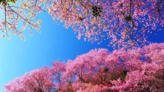 婴灵渡亡表文帮助婴灵尽快往生善道