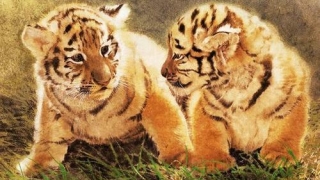 怎么看八字里的财星财库？