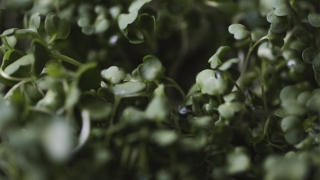 婴灵超度网,你不知道的超度步骤