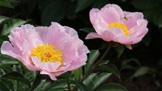 每天念超度堕胎婴灵的经文，能让婴灵早点托生