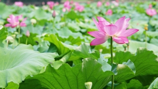 犯太岁年事业干脆受阻,轻松化解犯太岁的影响