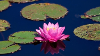 湿气重会引起久病不愈吗,如何湿气比较好