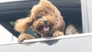 如何超度狗，爱宠去世之后的化解之法