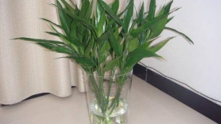 家里和办公室种什么事业受阻 不要犯低级错误