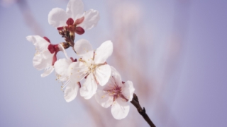 旺桃花和招桃花的一些方法