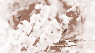 超实用的斩桃花方法有哪些