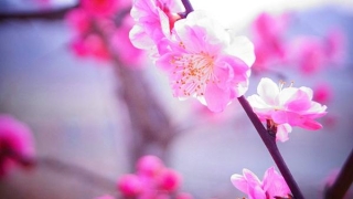 怎么通过桃花风水的推算招桃花？ 