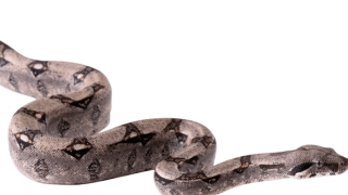 世界第一巨蛇 一次繁殖上百条 有人葬身蛇肚