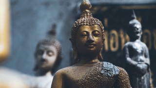 植物开运旺财法,选哪些植物合适