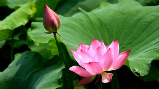 用来害人诅咒的法术,要谨慎使用会有反噬