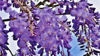 六腑符咒大全消灾解难获得一个好运势